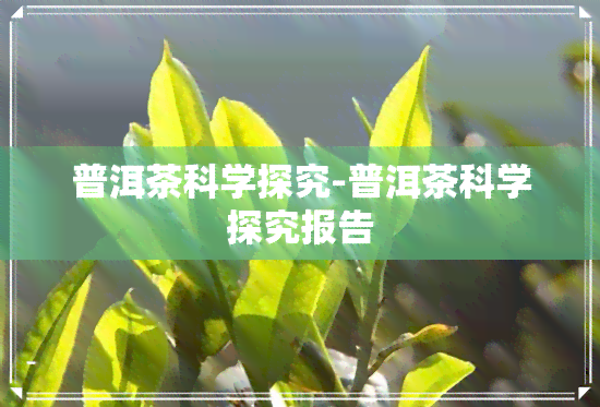 普洱茶科学探究-普洱茶科学探究报告