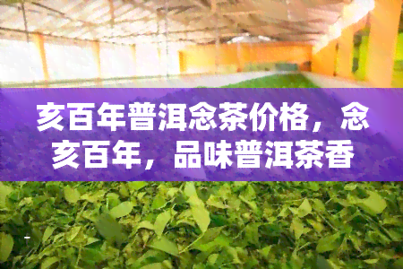 亥百年普洱念茶价格，念亥百年，品味普洱茶香：普洱念茶价格全览