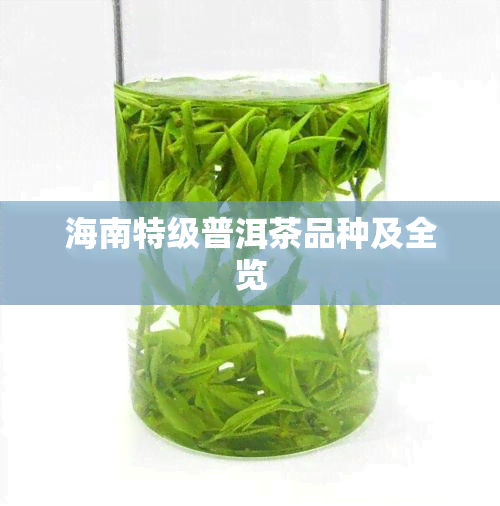 海南特级普洱茶品种及全览