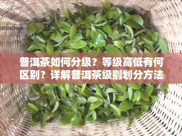 普洱茶如何分级？等级高低有何区别？详解普洱茶级别划分方法