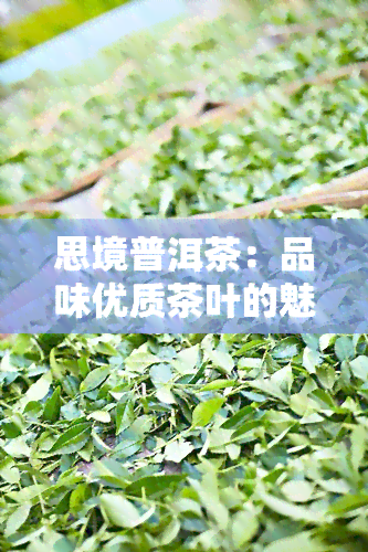 思境普洱茶：品味优质茶叶的魅力与口感