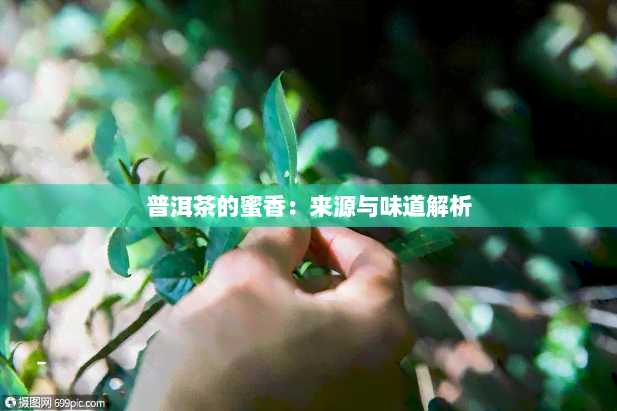 普洱茶的蜜香：来源与味道解析