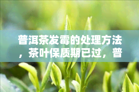 普洱茶发霉的处理方法，茶叶保质期已过，普洱茶发霉了怎么办？这里有处理方法！