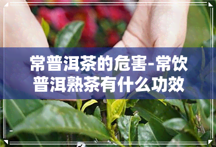 常普洱茶的危害-常饮普洱熟茶有什么功效