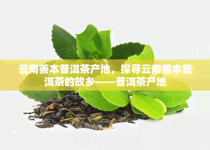 云南善本普洱茶产地，探寻云南善本普洱茶的故乡——普洱茶产地