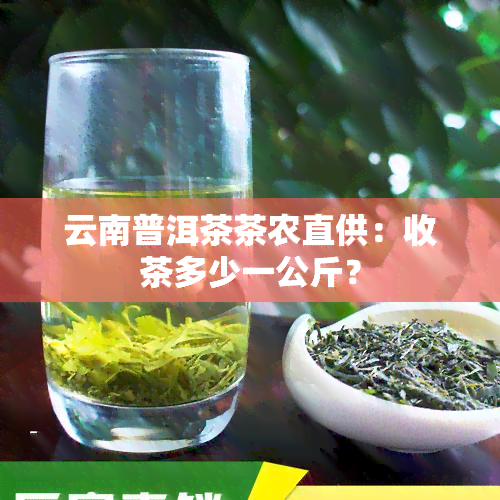 云南普洱茶茶农直供：收茶多少一公斤？