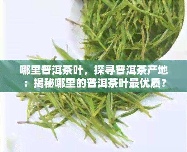 哪里普洱茶叶，探寻普洱茶产地：揭秘哪里的普洱茶叶更优质？