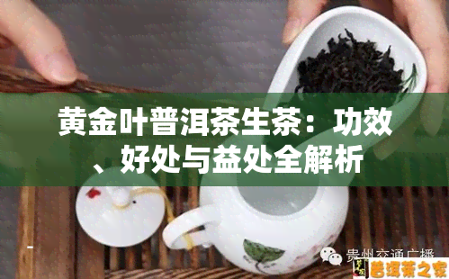 黄金叶普洱茶生茶：功效、好处与益处全解析