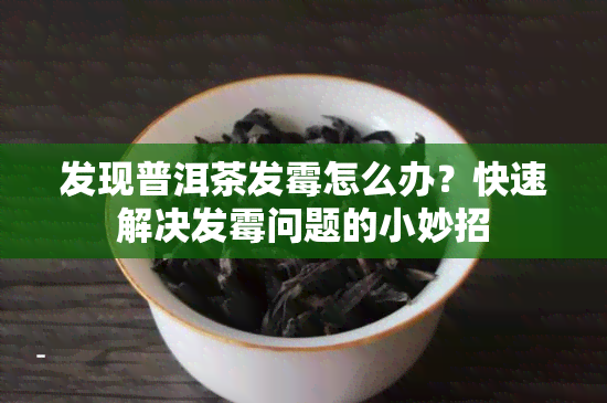 发现普洱茶发霉怎么办？快速解决发霉问题的小妙招