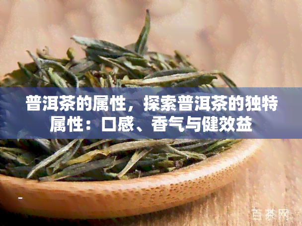 普洱茶的属性，探索普洱茶的独特属性：口感、香气与健效益