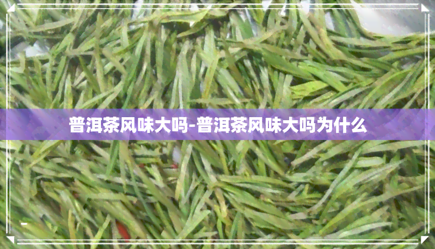 普洱茶风味大吗-普洱茶风味大吗为什么