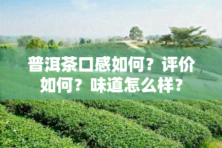 普洱茶口感如何？评价如何？味道怎么样？