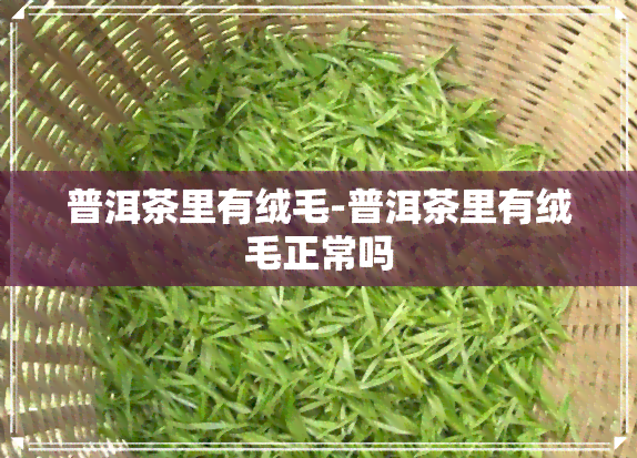 普洱茶里有绒毛-普洱茶里有绒毛正常吗