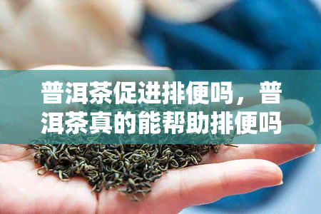 普洱茶促进排便吗，普洱茶真的能帮助排便吗？探讨其科学依据与健效果