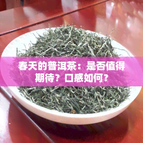 春天的普洱茶：是否值得期待？口感如何？