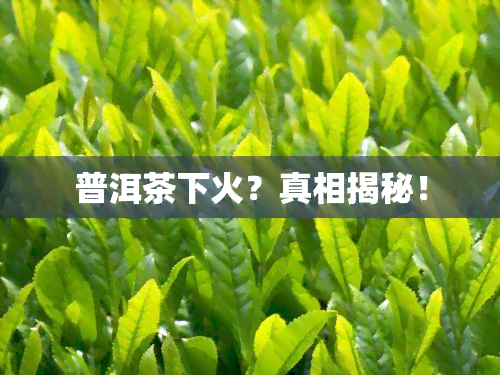 普洱茶下火？真相揭秘！