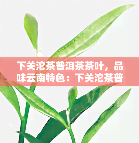 下关沱茶普洱茶茶叶，品味云南特色：下关沱茶普洱茶茶叶，你值得拥有！