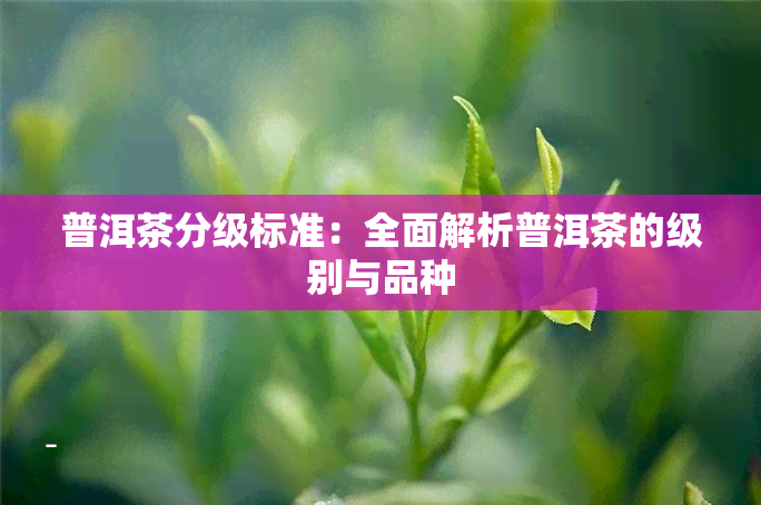 普洱茶分级标准：全面解析普洱茶的级别与品种