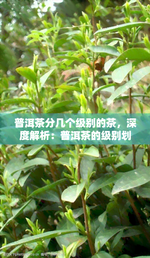 普洱茶分几个级别的茶，深度解析：普洱茶的级别划分及其特点