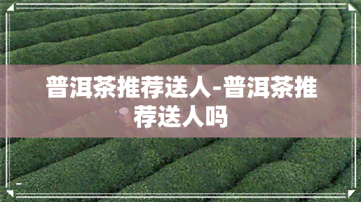 普洱茶推荐送人-普洱茶推荐送人吗