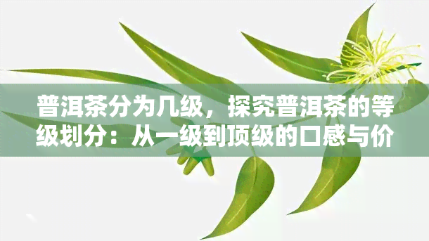 普洱茶分为几级，探究普洱茶的等级划分：从一级到顶级的口感与价值