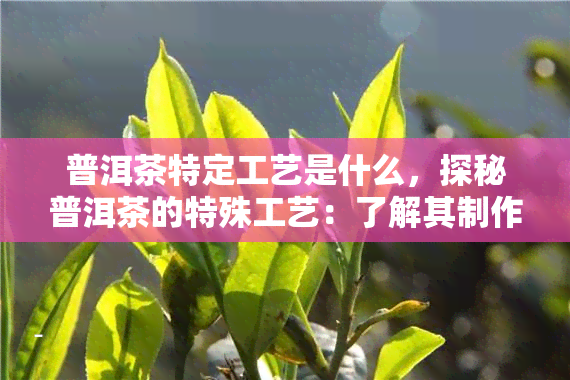 普洱茶特定工艺是什么，探秘普洱茶的特殊工艺：了解其制作过程与独特魅力