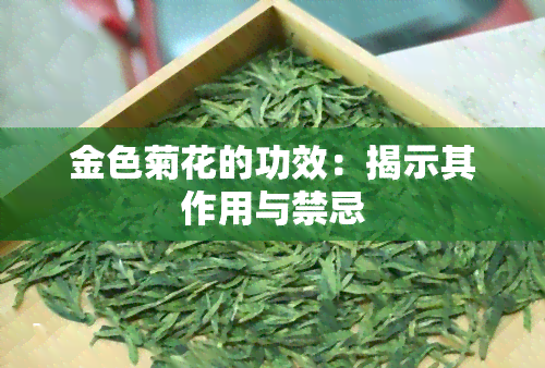 金色菊花的功效：揭示其作用与禁忌