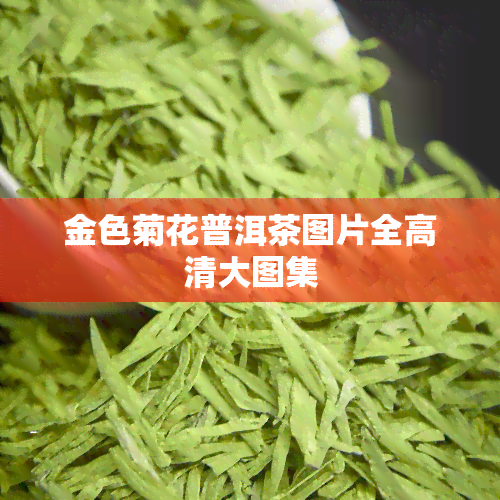 金色菊花普洱茶图片全高清大图集