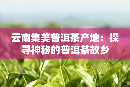 云南集美普洱茶产地：探寻神秘的普洱茶故乡