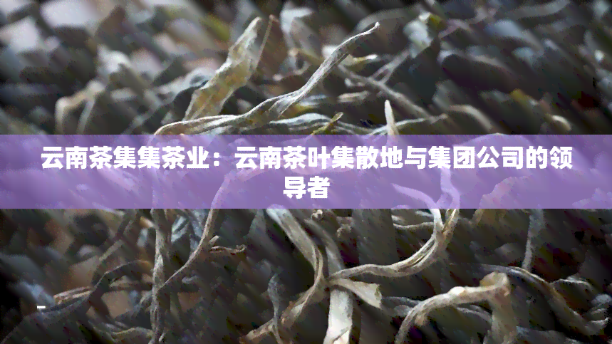 云南茶集集茶业：云南茶叶集散地与集团公司的领导者