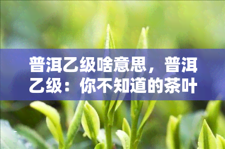 普洱乙级啥意思，普洱乙级：你不知道的茶叶等级含义