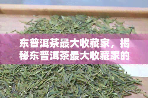 东普洱茶更大收藏家，揭秘东普洱茶更大收藏家的传奇故事