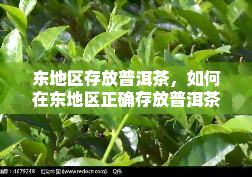 东地区存放普洱茶，如何在东地区正确存放普洱茶？