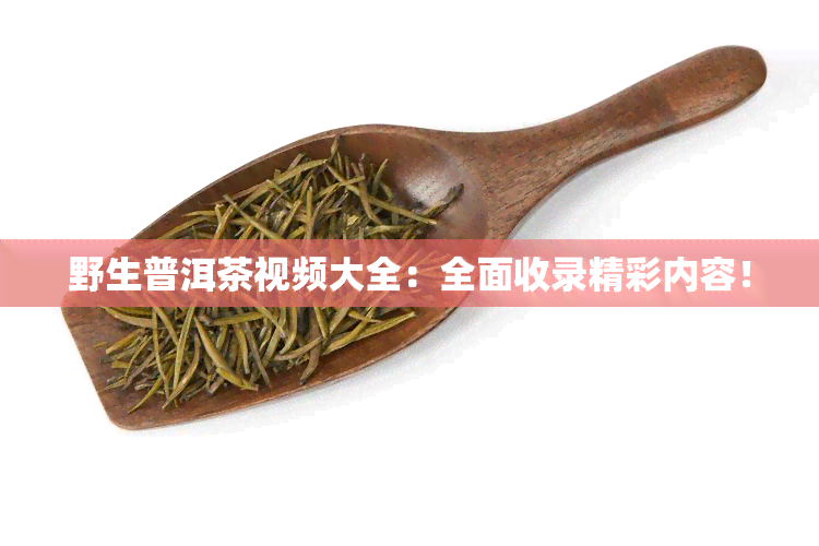 野生普洱茶视频大全：全面收录精彩内容！