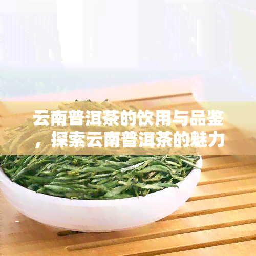 云南普洱茶的饮用与品鉴，探索云南普洱茶的魅力：饮用与品鉴全攻略