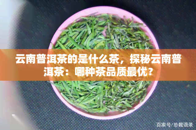 云南普洱茶的是什么茶，探秘云南普洱茶：哪种茶品质更优？