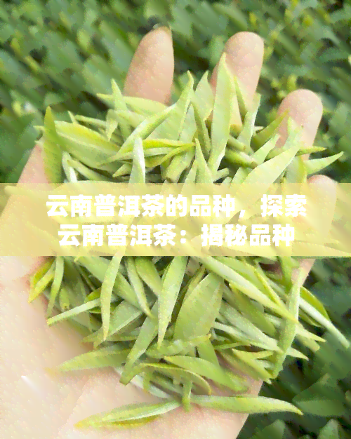 云南普洱茶的品种，探索云南普洱茶：揭秘品种