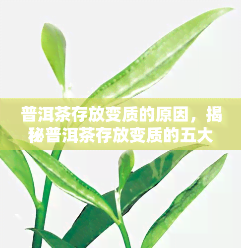 普洱茶存放变质的原因，揭秘普洱茶存放变质的五大原因