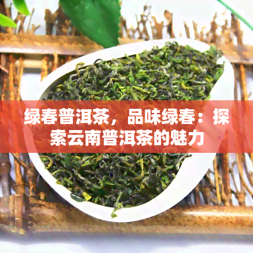 绿春普洱茶，品味绿春：探索云南普洱茶的魅力