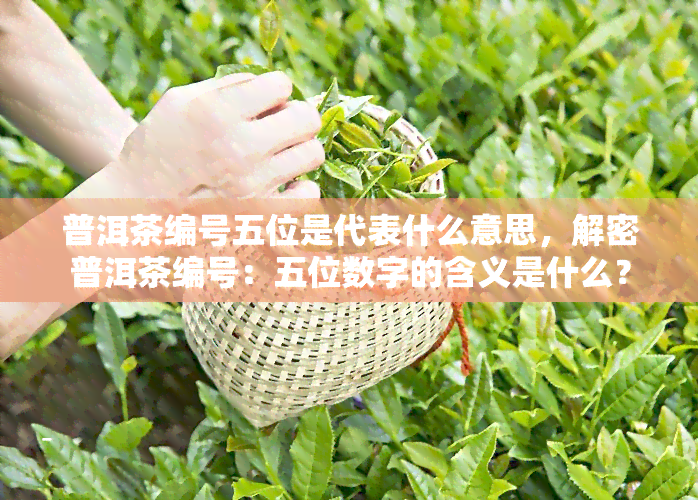 普洱茶编号五位是代表什么意思，解密普洱茶编号：五位数字的含义是什么？