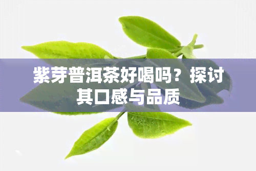 紫芽普洱茶好喝吗？探讨其口感与品质