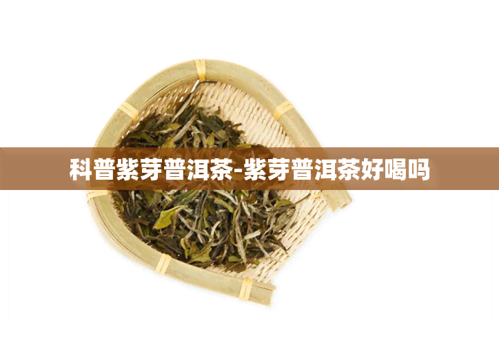 科普紫芽普洱茶-紫芽普洱茶好喝吗