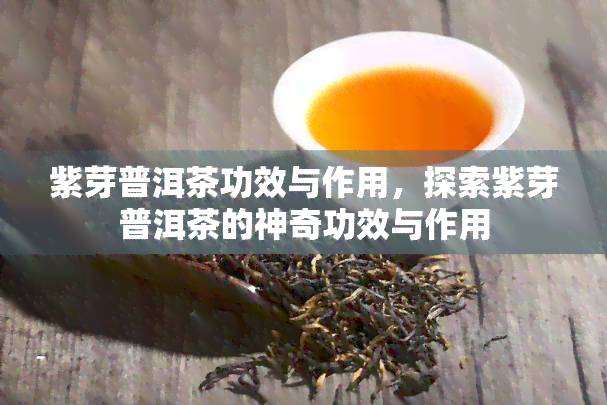 紫芽普洱茶功效与作用，探索紫芽普洱茶的神奇功效与作用