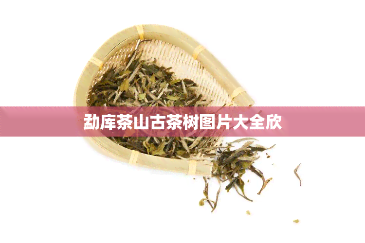 勐库茶山古茶树图片大全欣