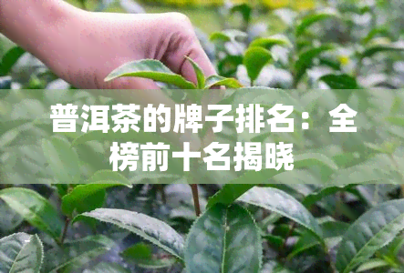 普洱茶的牌子排名：全榜前十名揭晓