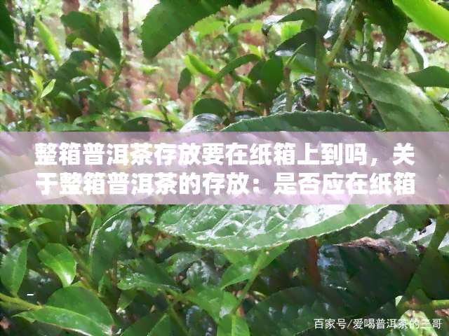 整箱普洱茶存放要在纸箱上到吗，关于整箱普洱茶的存放：是否应在纸箱上打？