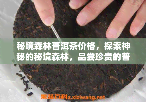 秘境森林普洱茶价格，探索神秘的秘境森林，品尝珍贵的普洱茶！价格惊喜等你来发现！