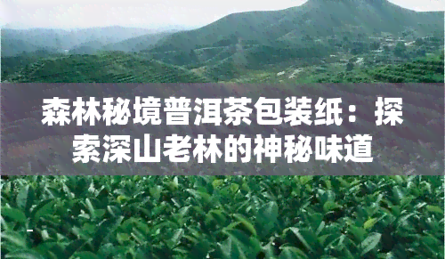 森林秘境普洱茶包装纸：探索深山老林的神秘味道