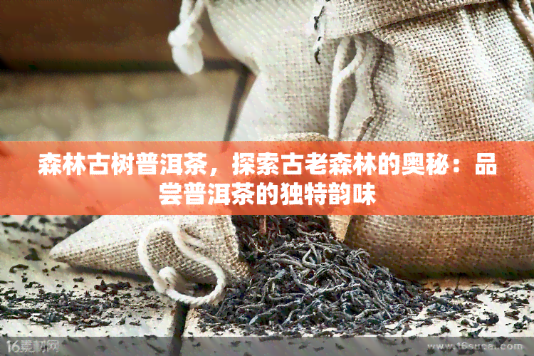 森林古树普洱茶，探索古老森林的奥秘：品尝普洱茶的独特韵味