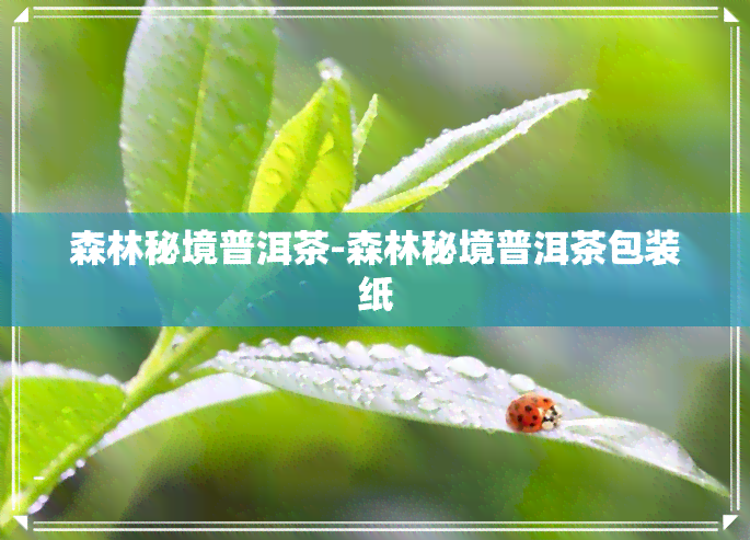 森林秘境普洱茶-森林秘境普洱茶包装纸